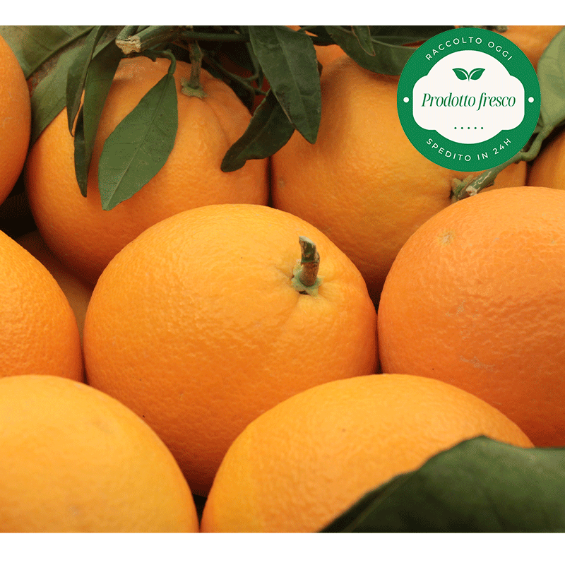 Arance Navel del Metapontino - Bauletto da Kg. 10/11 circa