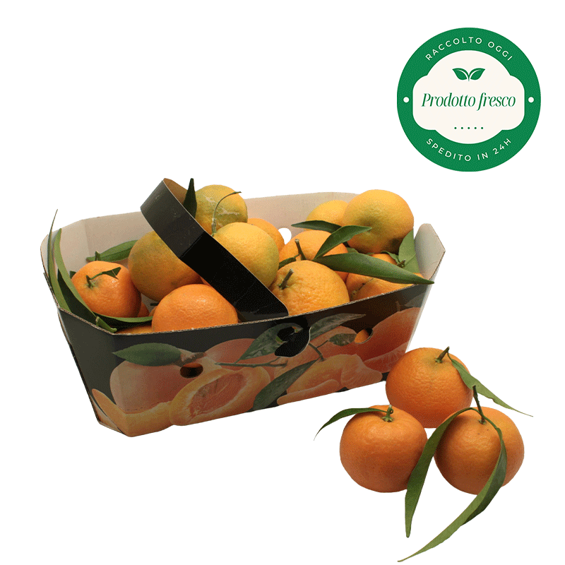 Clementine del Metapontino - Cestino da Kg. 2,5 circa