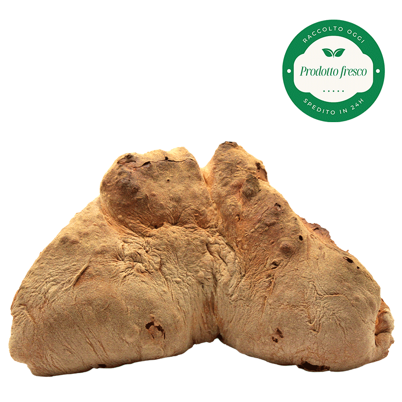 Pane di Grano Duro Artigianale di Altamura - Forma a Cornetto - Kg.1