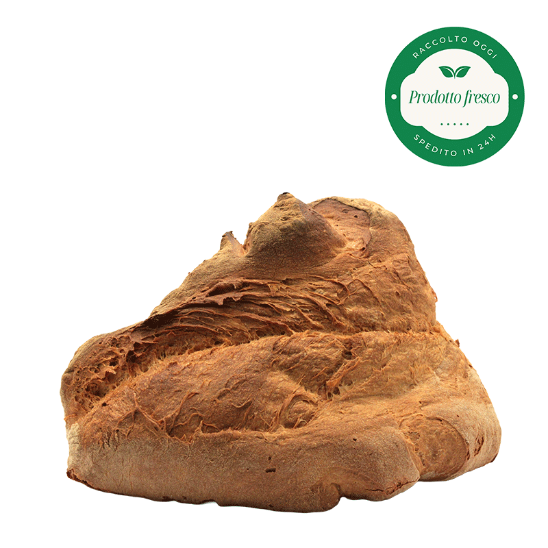 Pane di Grano Duro Artigianale di Altamura - Forma a Cornetto - Kg.1