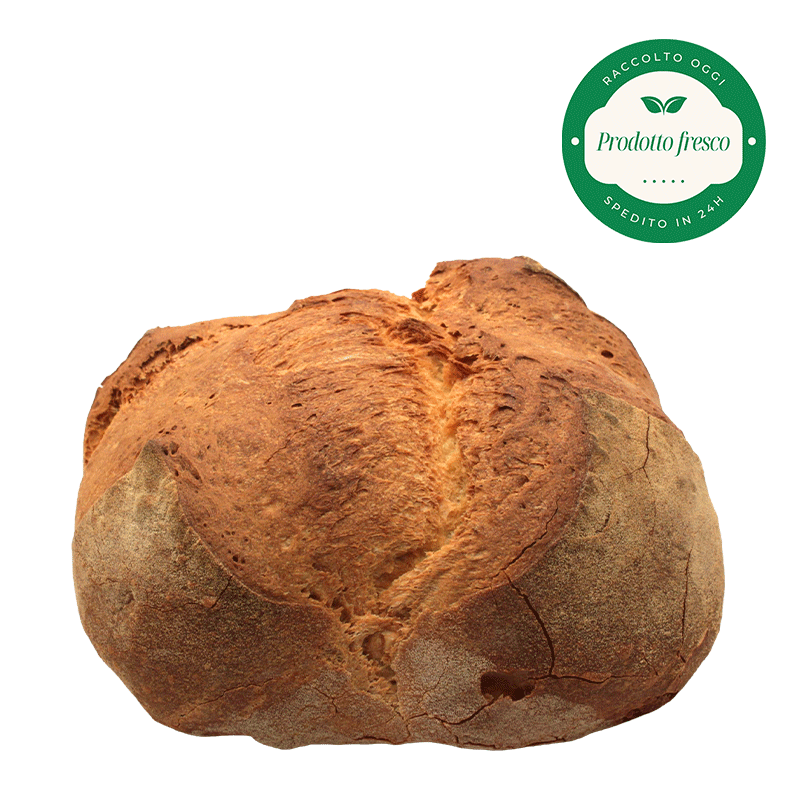 Pane di Grano Duro Artigianale di Altamura - Forma Bassa - Kg.1
