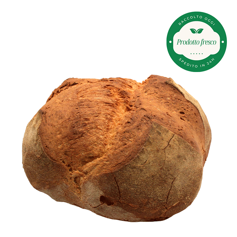 Pane di Grano Duro Artigianale di Altamura - Forma Bassa - Kg.1