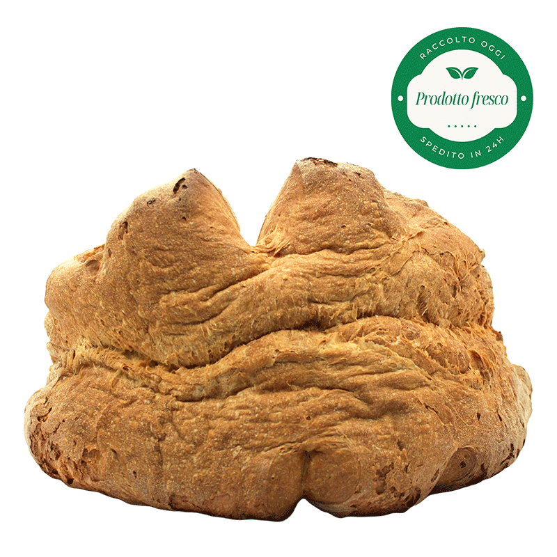 Pane tradizionale di Matera di Semola rimacinata di grano Duro Lucano - 500 g.