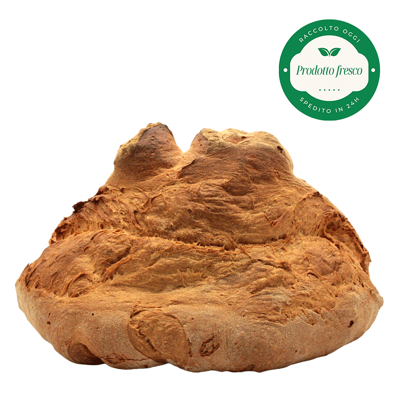 Pane di Grano Duro Artigianale di Altamura -  Forma a Cornetto - Kg.1