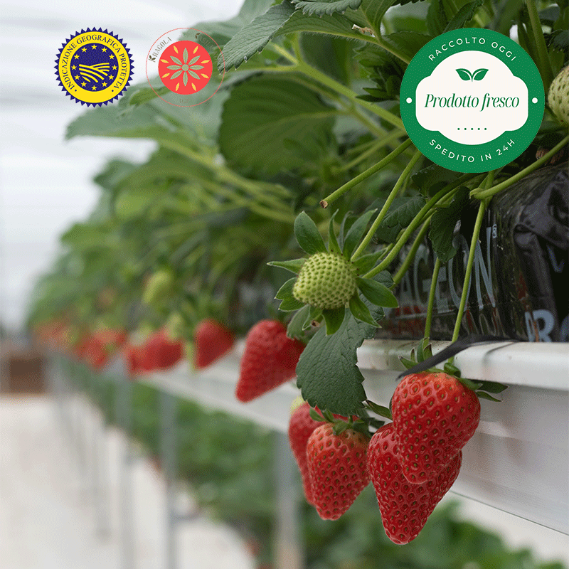 Fragola Matera® - Fragola della Basilicata IGP. - cestino da 400 gr.