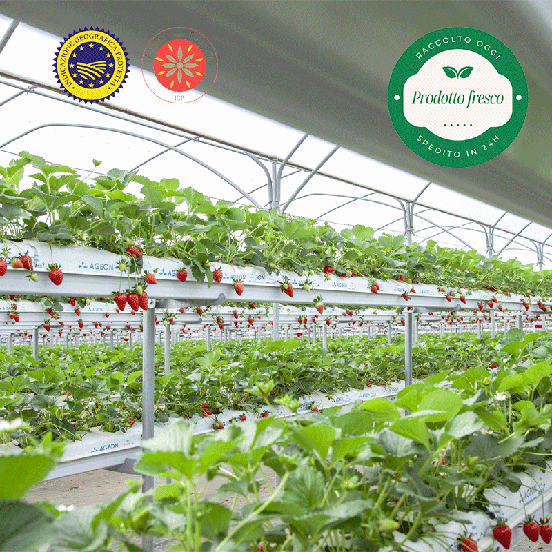 Fragola Matera® - Fragola della Basilicata IGP. - cestino da 400 gr.