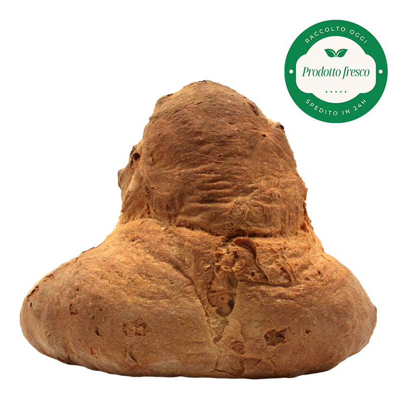 Pane di Grano Duro Artigianale di Altamura -  Forma Alta - Kg.1