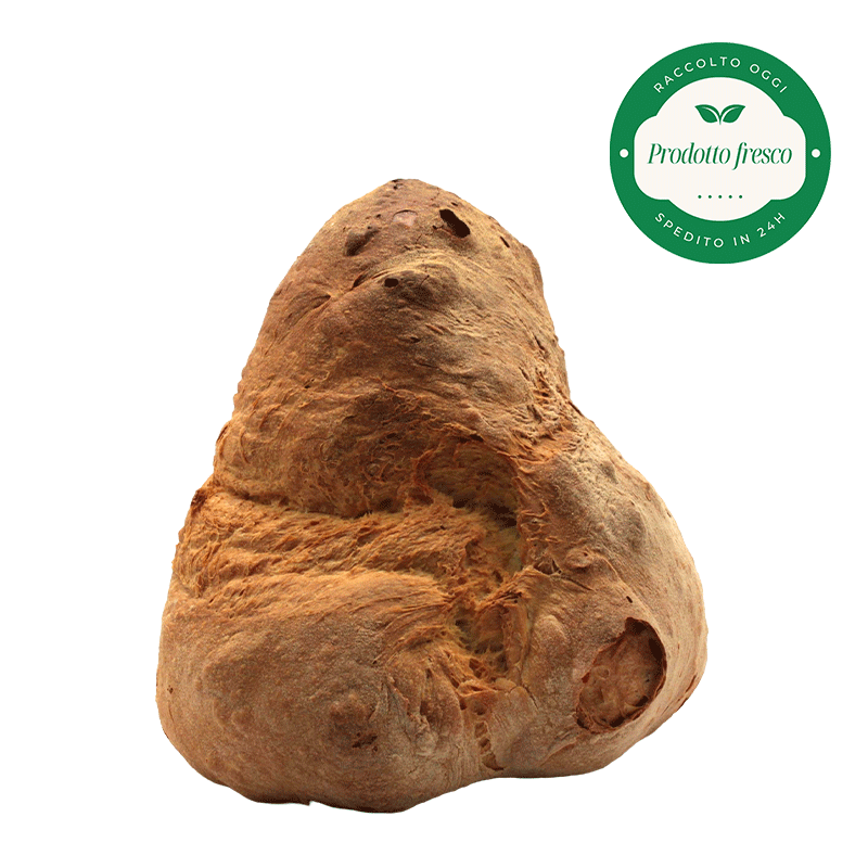 Pane di Grano Duro Artigianale di Altamura -  Forma Alta - Kg.1