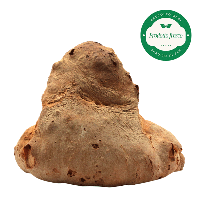Pane di Grano Duro Artigianale di Altamura -  Forma Alta - Kg.1